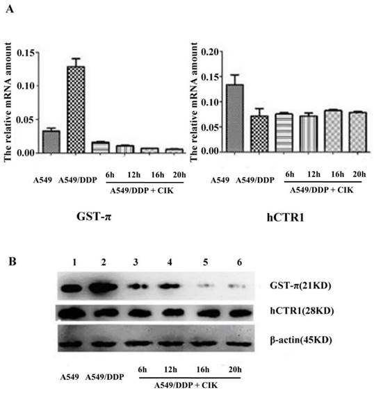 J Cancer Image