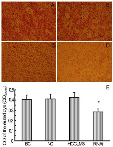 J Cancer Image