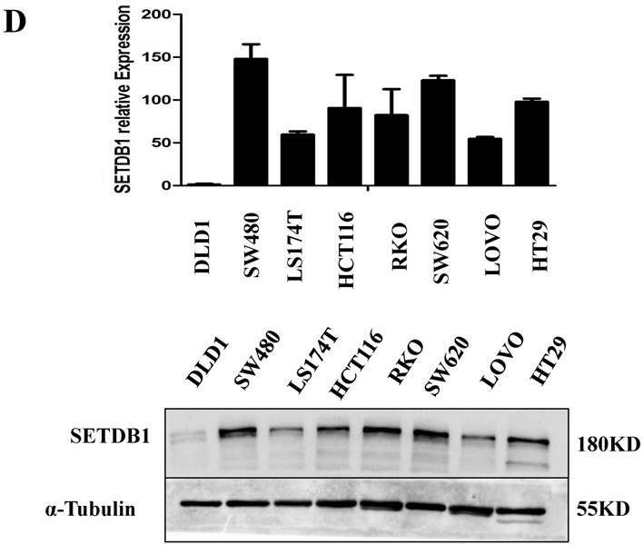 J Cancer Image