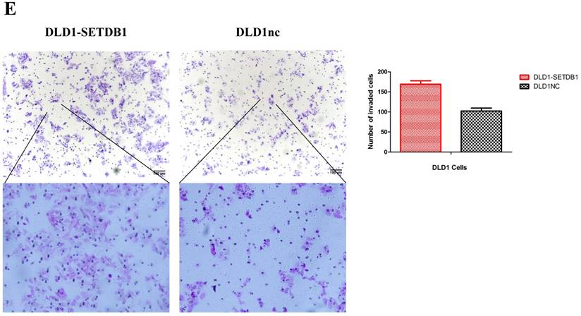 J Cancer Image