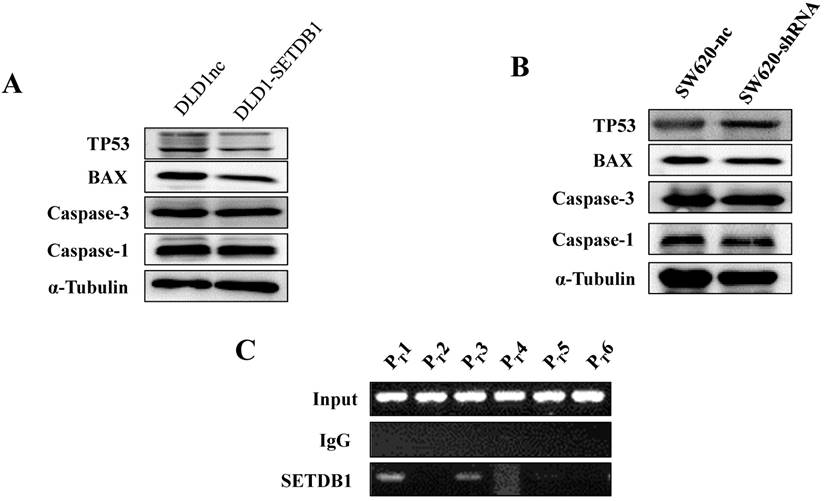 J Cancer Image