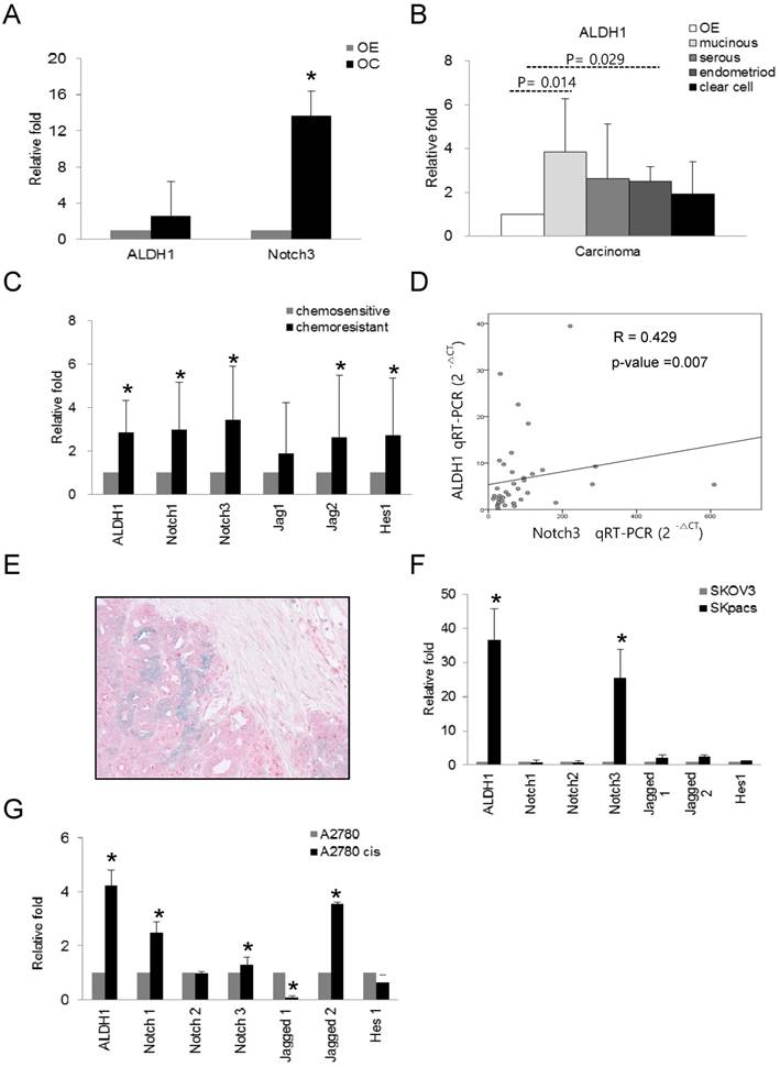 J Cancer Image