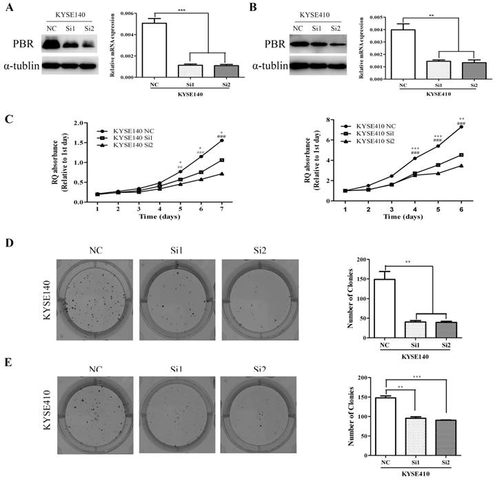 J Cancer Image