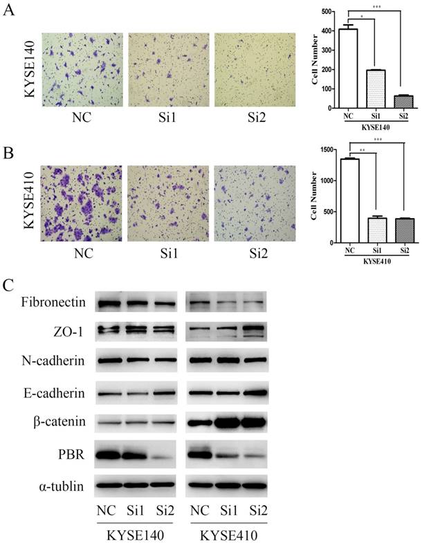 J Cancer Image