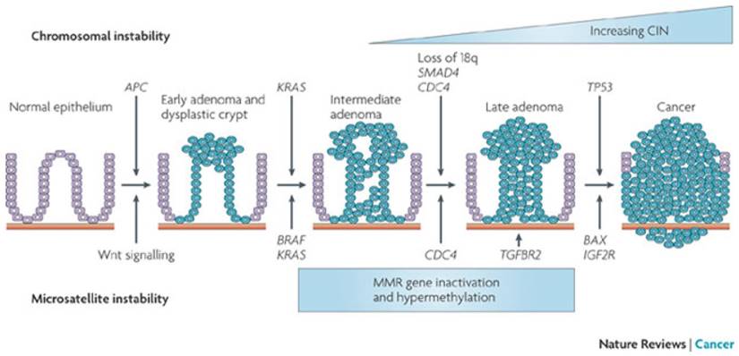 J Cancer Image