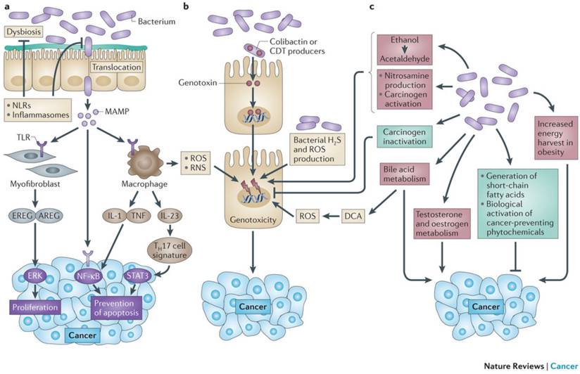 J Cancer Image