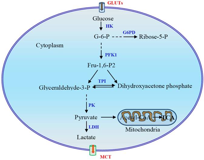 J Cancer Image