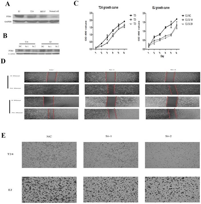 J Cancer Image