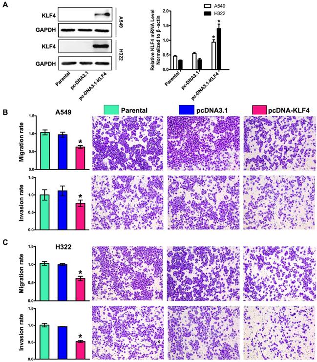 J Cancer Image