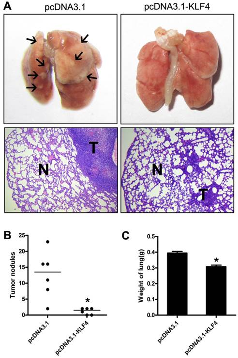 J Cancer Image