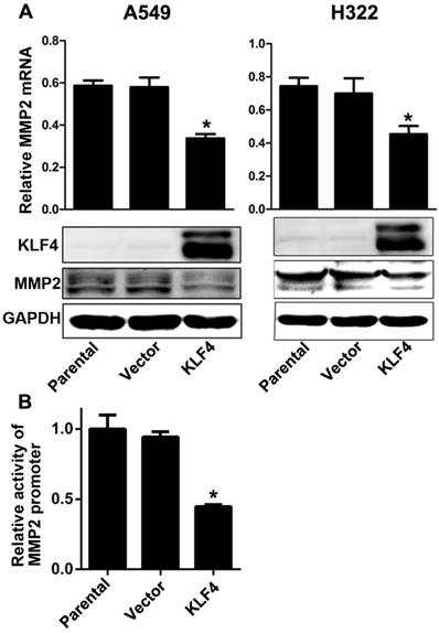 J Cancer Image