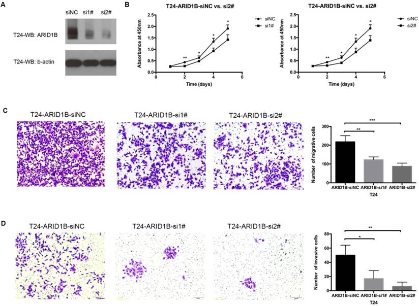 J Cancer Image