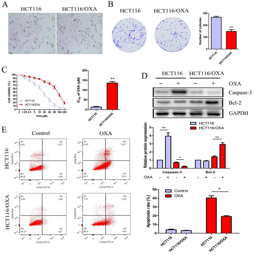 J Cancer Image