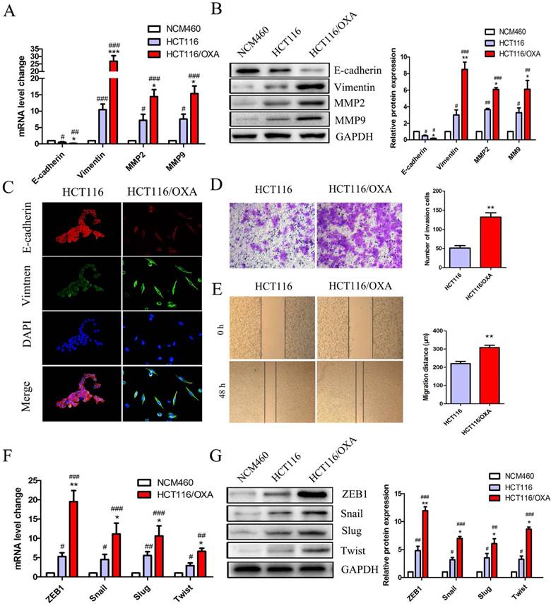 J Cancer Image