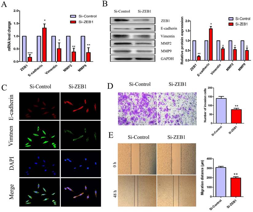 J Cancer Image