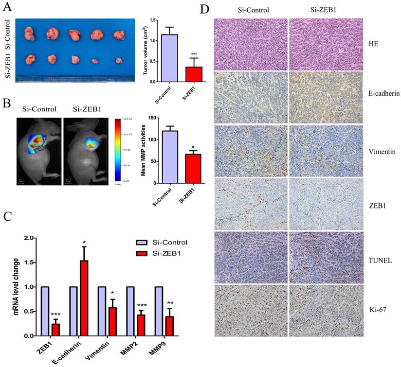 J Cancer Image