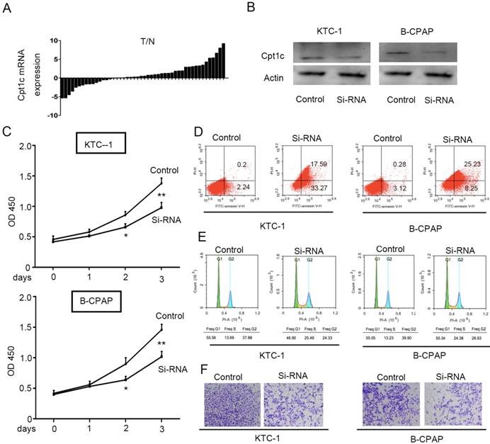 J Cancer Image