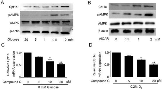 J Cancer Image