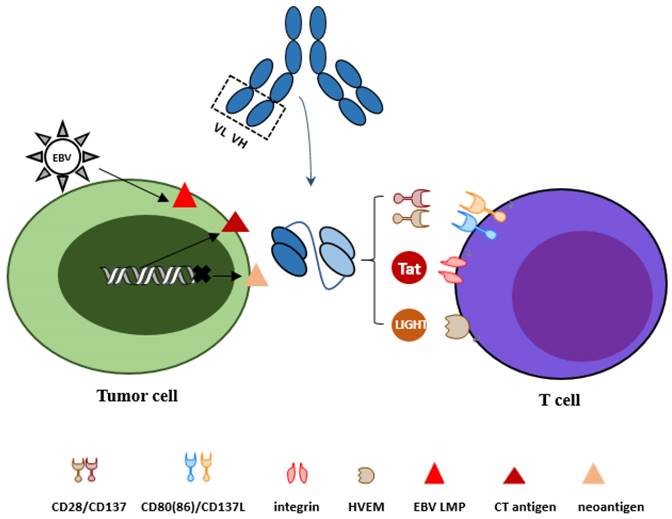 J Cancer Image