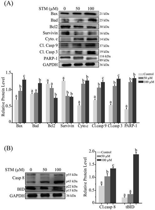 J Cancer Image