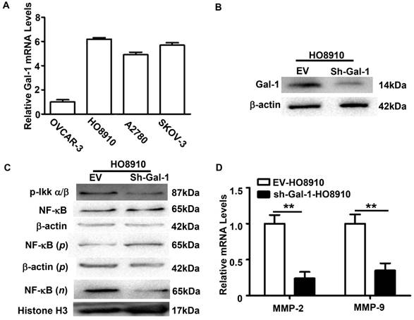 J Cancer Image