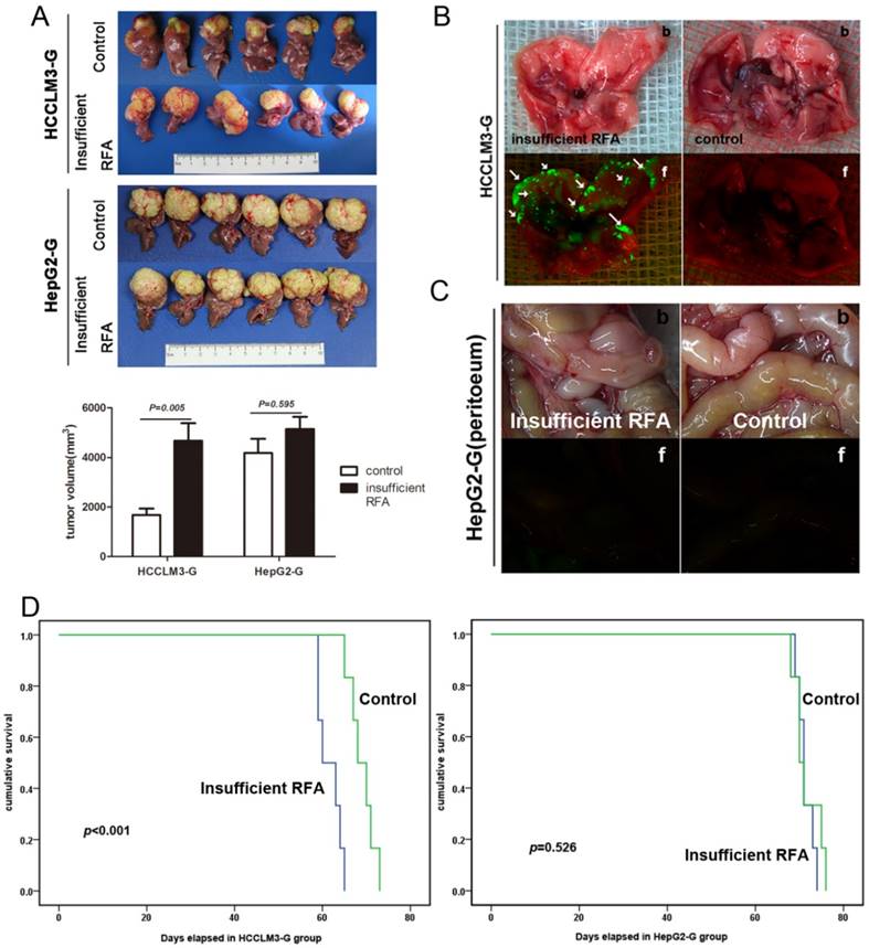 J Cancer Image