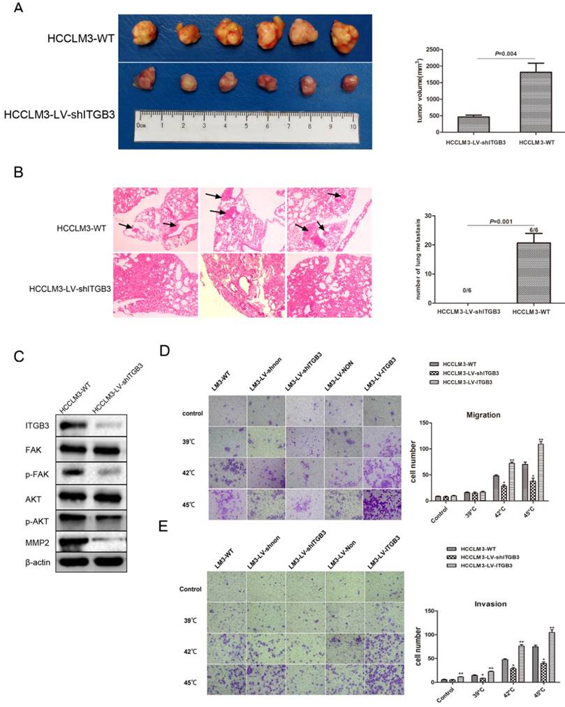 J Cancer Image