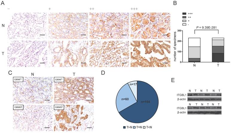 J Cancer Image