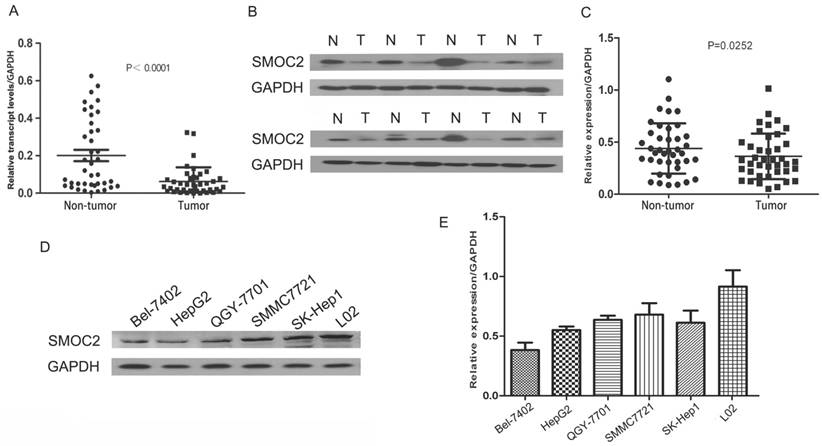 J Cancer Image