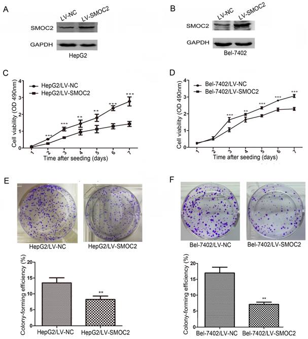 J Cancer Image