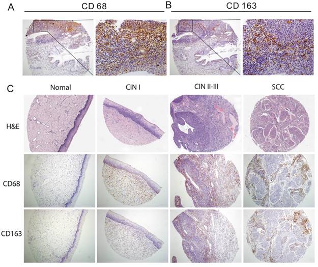 J Cancer Image