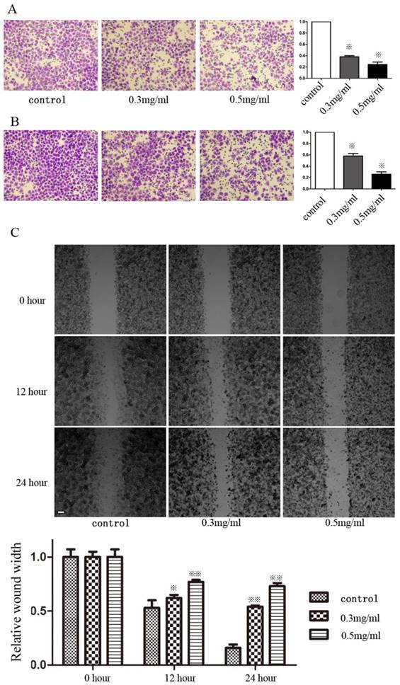 J Cancer Image