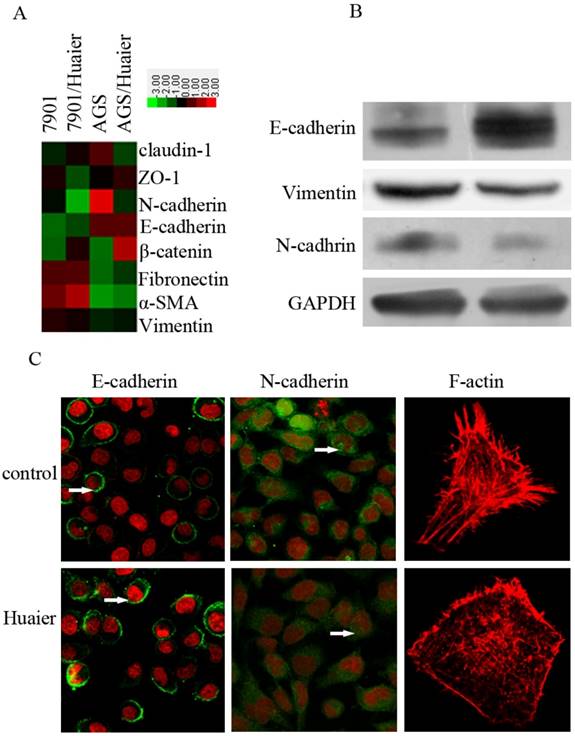 J Cancer Image