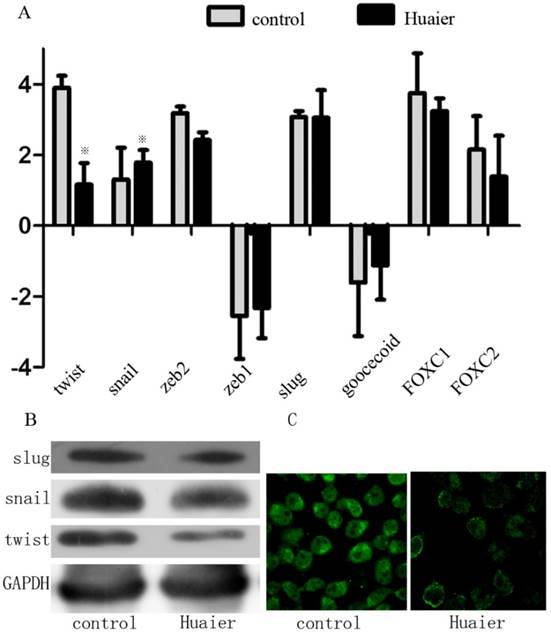 J Cancer Image