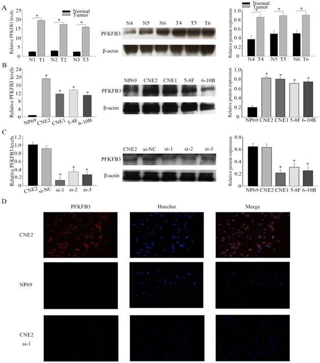 J Cancer Image