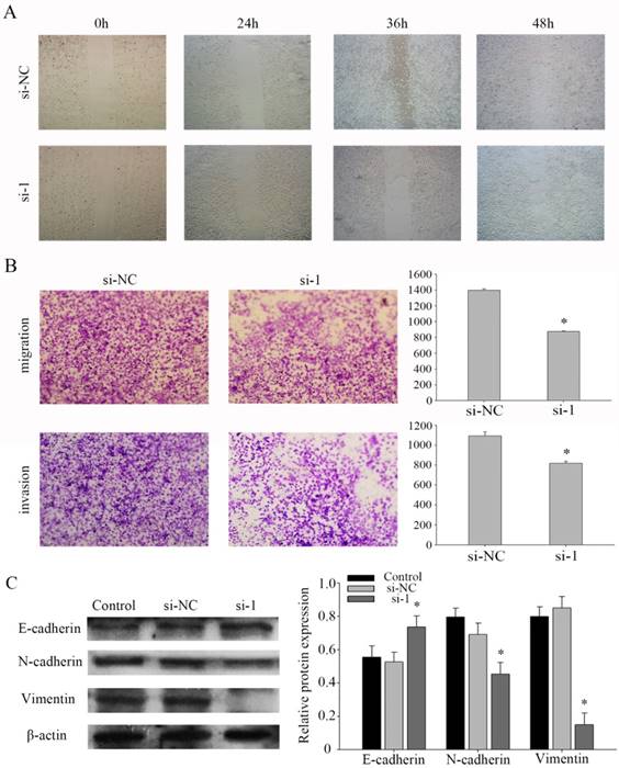 J Cancer Image