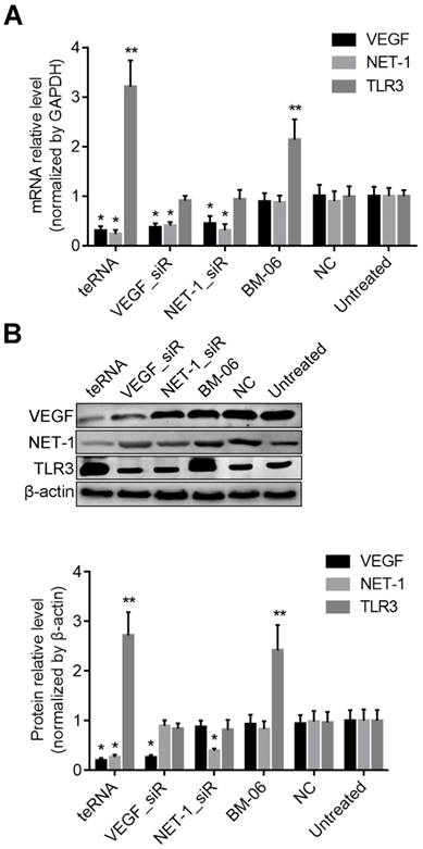 J Cancer Image