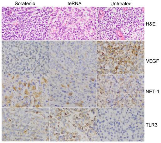 J Cancer Image