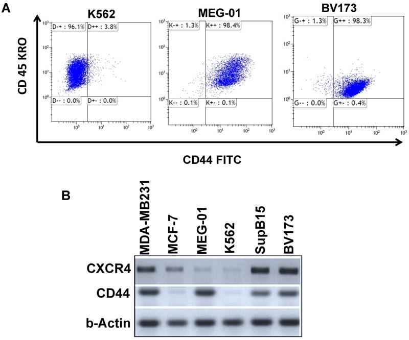 J Cancer Image