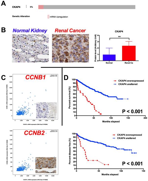 J Cancer Image