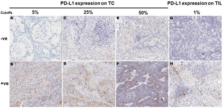 J Cancer Image