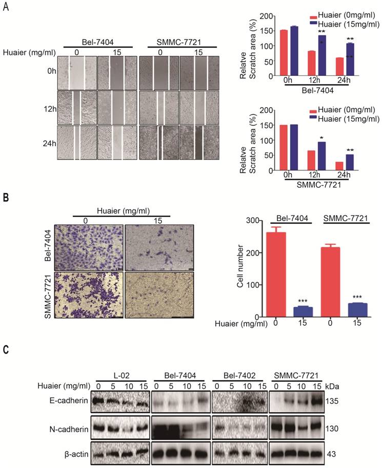 J Cancer Image