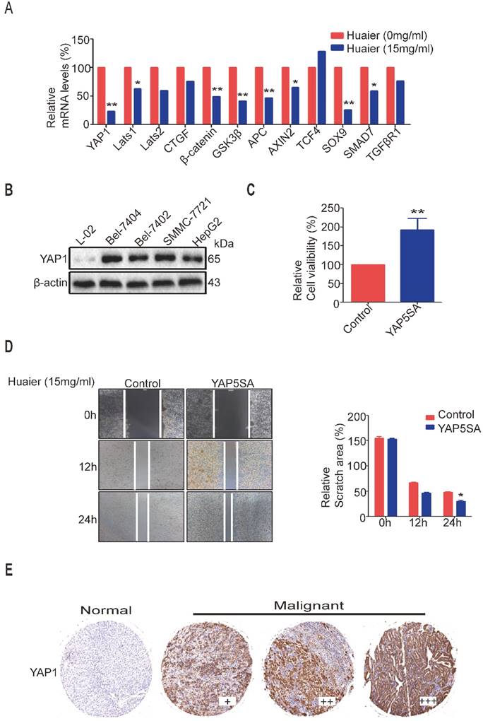 J Cancer Image