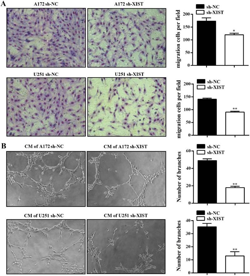 J Cancer Image