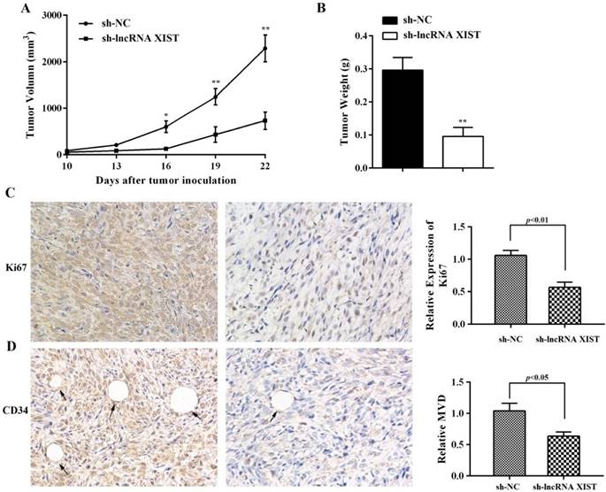 J Cancer Image