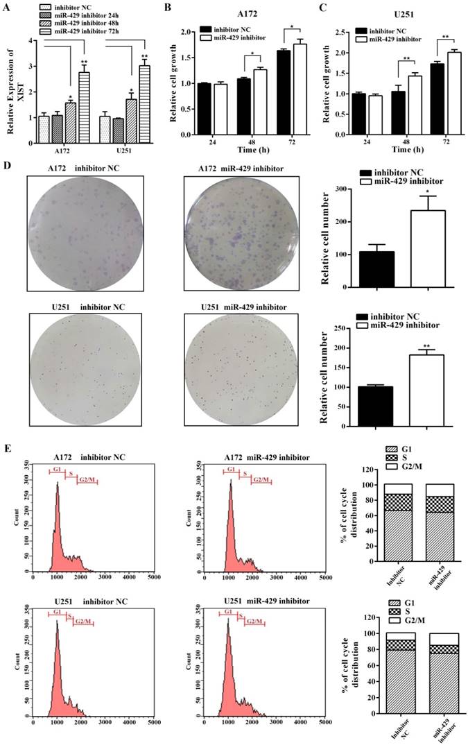 J Cancer Image