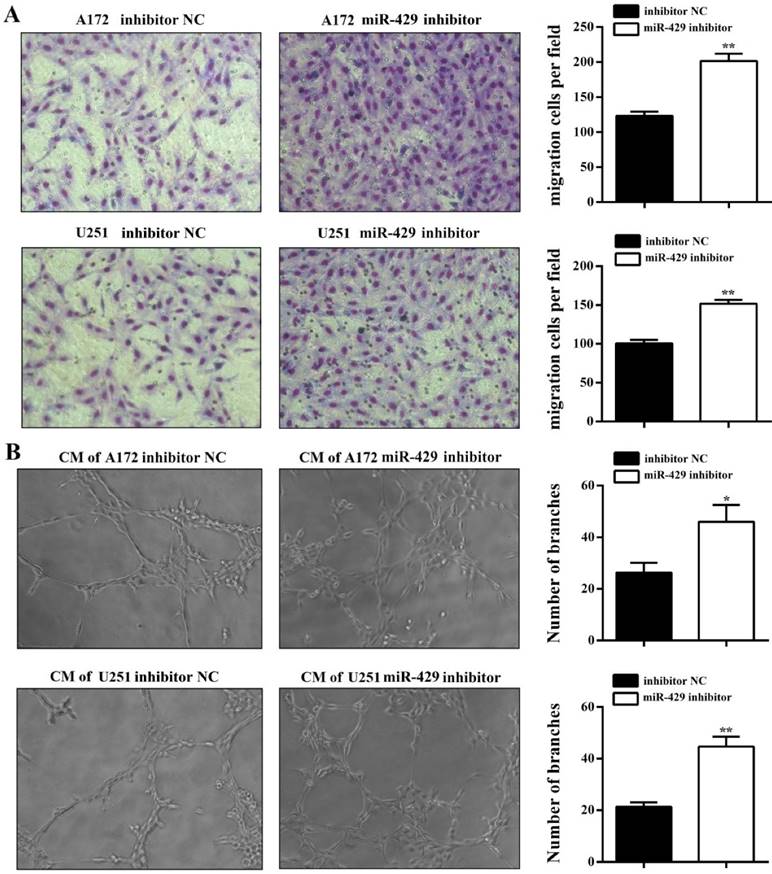 J Cancer Image