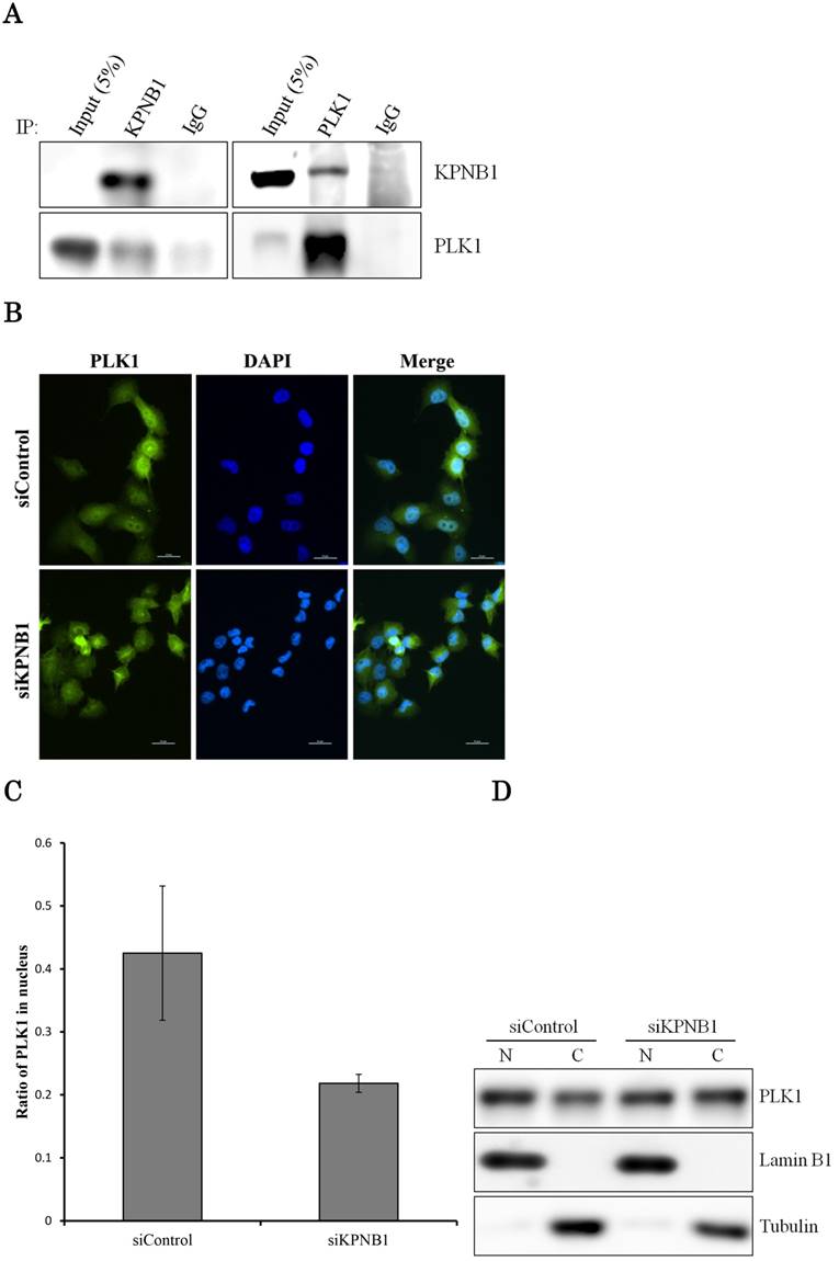 J Cancer Image