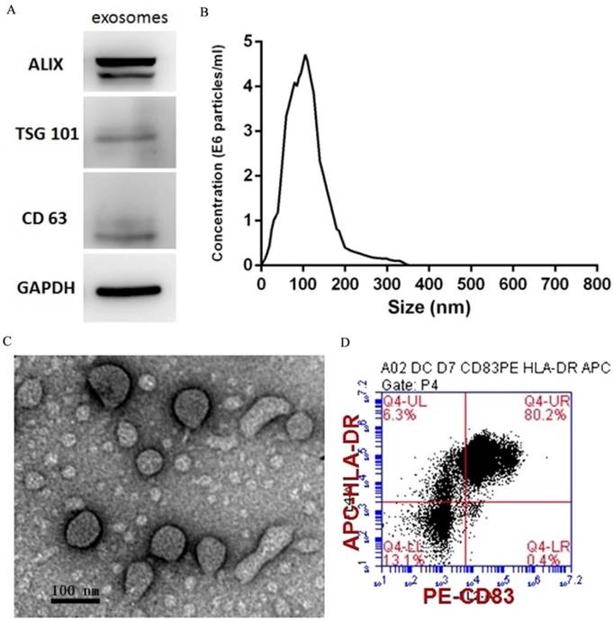 J Cancer Image