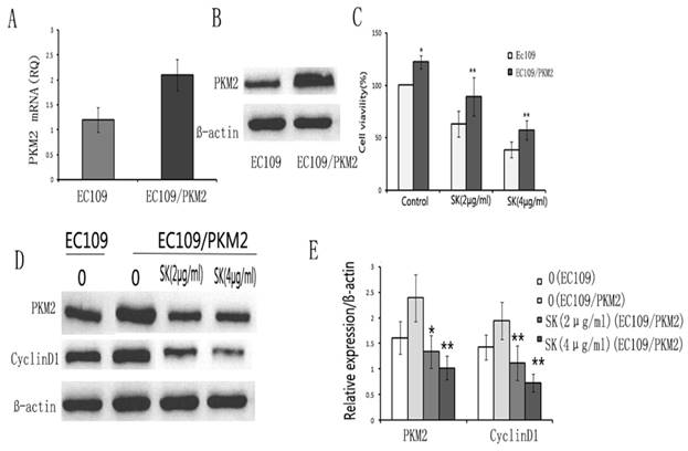 J Cancer Image